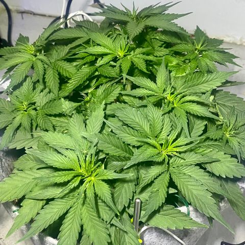 Bruce Banner growlog timeline photo