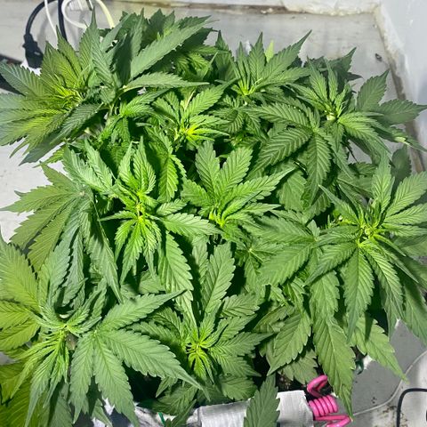 Bruce Banner growlog timeline photo
