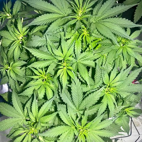 Bruce Banner growlog timeline photo