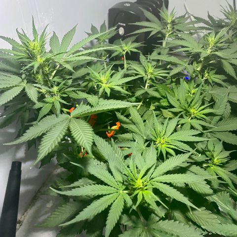 Bruce Banner growlog timeline photo