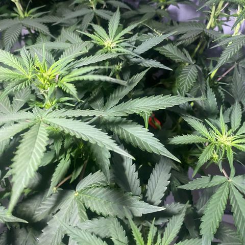 Bruce Banner growlog timeline photo