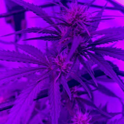 Bruce Banner growlog photo: 3tsp Fox 
2tsp Bloom