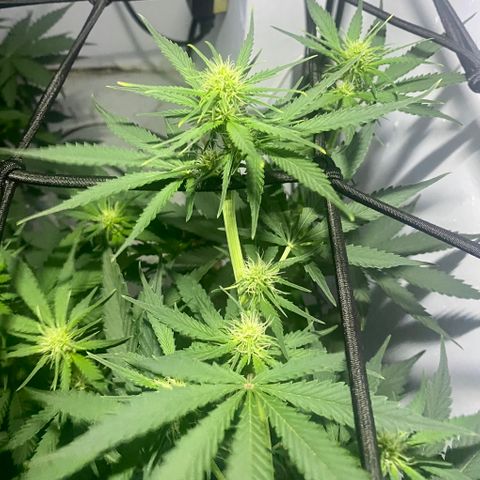 Bruce Banner growlog timeline photo