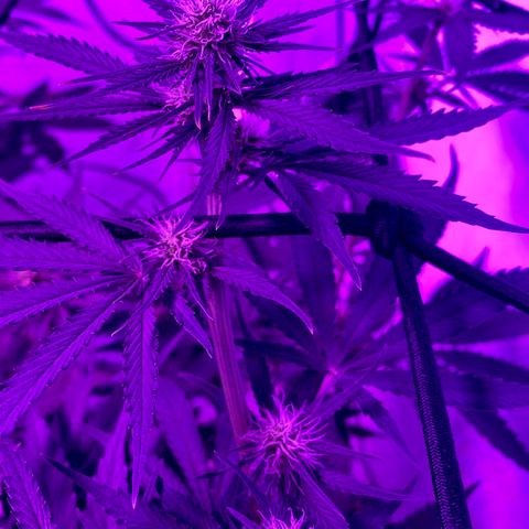 Bruce Banner growlog timeline photo