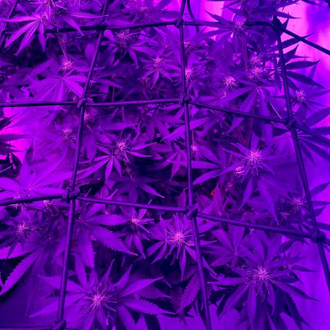 Bruce Banner growlog timeline photo