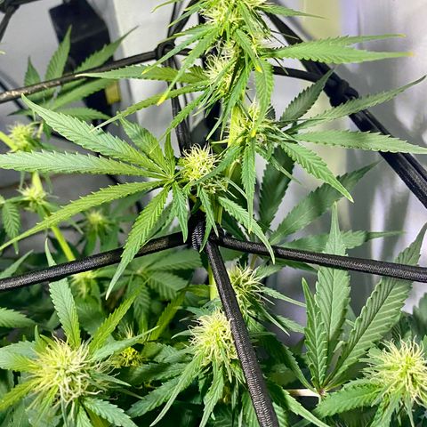 Bruce Banner growlog timeline photo