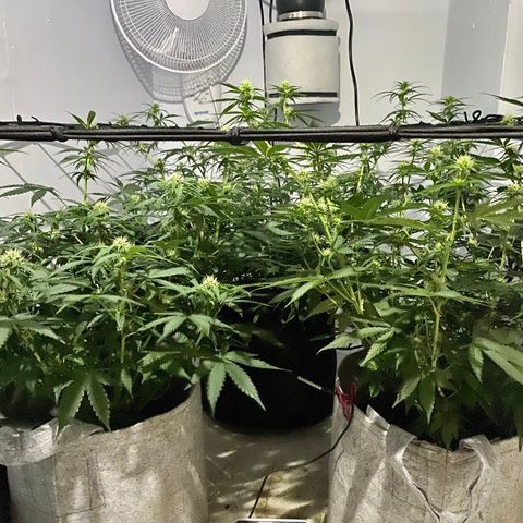 Bruce Banner growlog timeline photo