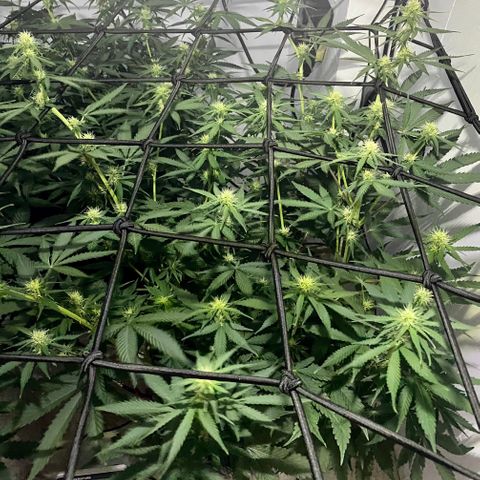 Bruce Banner growlog timeline photo