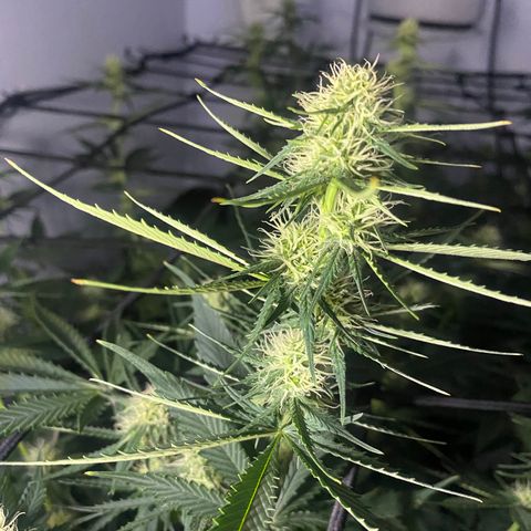 Bruce Banner growlog timeline photo