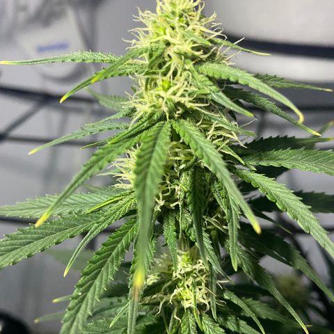 Bruce Banner growlog timeline photo