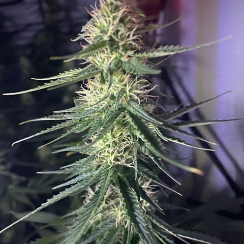 Bruce Banner growlog timeline photo