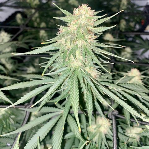 Bruce Banner growlog timeline photo