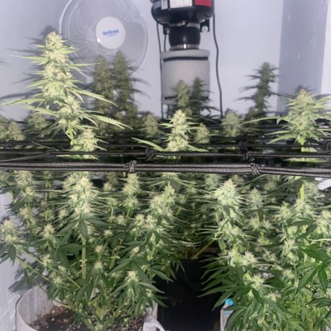Bruce Banner growlog timeline photo
