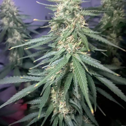 Bruce Banner growlog timeline photo