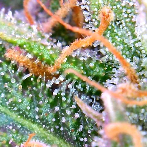 Bruce Banner growlog timeline photo