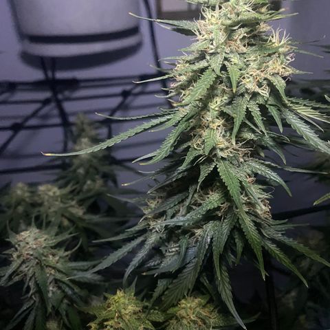 Bruce Banner growlog timeline photo