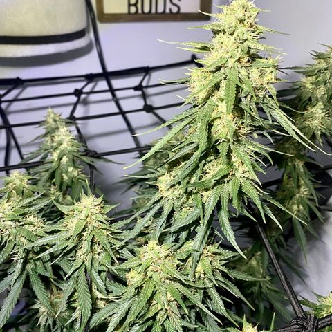 Bruce Banner growlog timeline photo