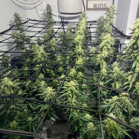 Bruce Banner growlog timeline photo