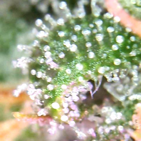 Bruce Banner growlog timeline photo