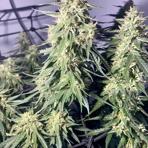 Bruce Banner growlog timeline photo