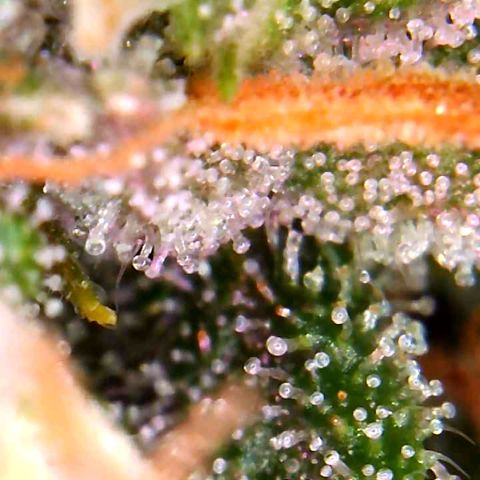 Bruce Banner growlog timeline photo