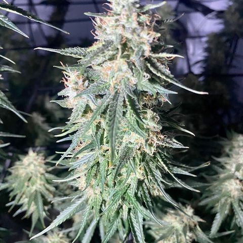 Bruce Banner growlog timeline photo
