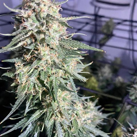 Bruce Banner growlog timeline photo