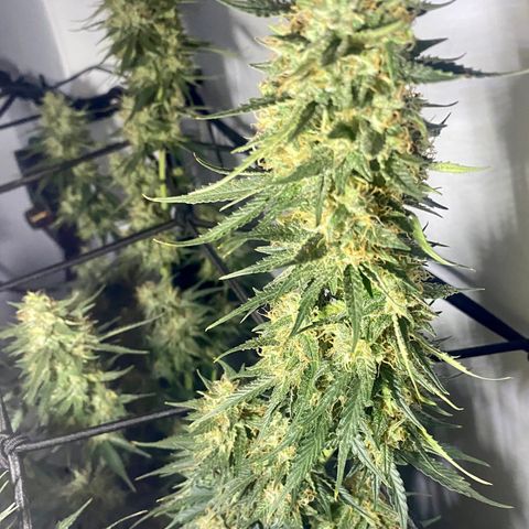 Bruce Banner growlog timeline photo