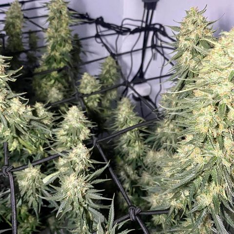 Bruce Banner growlog timeline photo