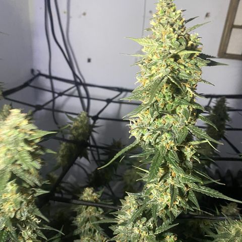 Bruce Banner growlog timeline photo