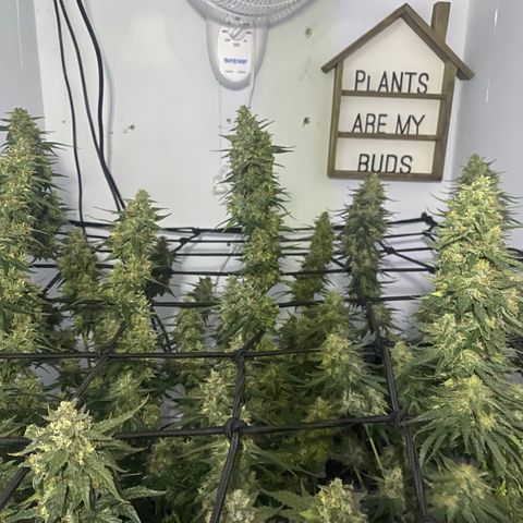 Bruce Banner growlog timeline photo