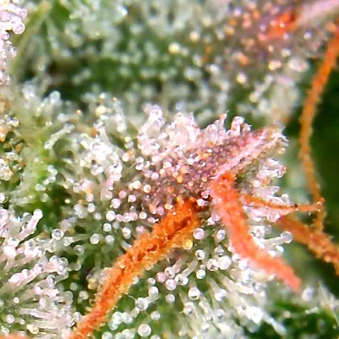 Bruce Banner growlog timeline photo