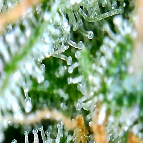 Bruce Banner growlog timeline photo