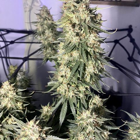 Bruce Banner growlog timeline photo
