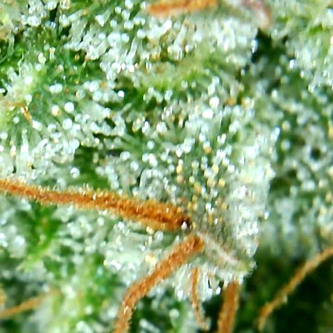 Bruce Banner growlog timeline photo