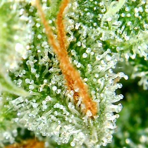 Bruce Banner growlog timeline photo