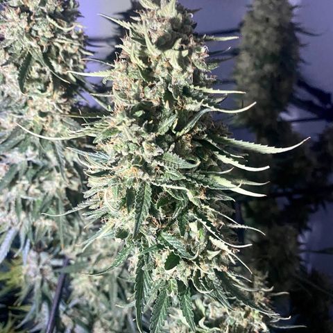 Bruce Banner growlog timeline photo