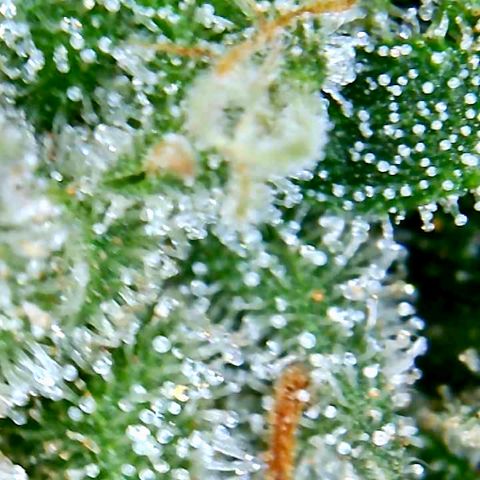 Bruce Banner growlog timeline photo