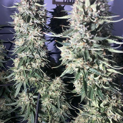 Bruce Banner growlog timeline photo