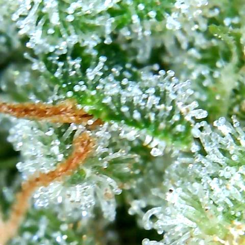 Bruce Banner growlog timeline photo