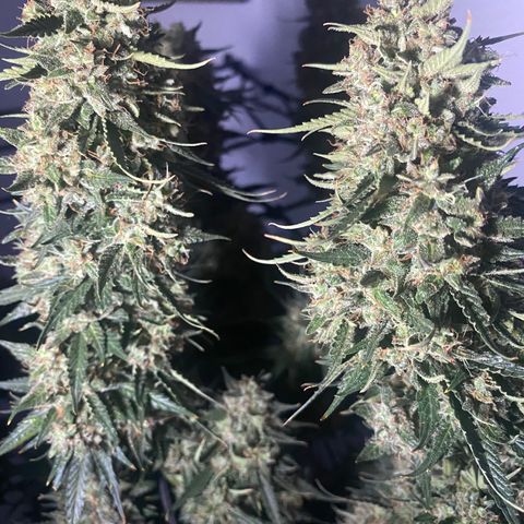 Bruce Banner growlog timeline photo