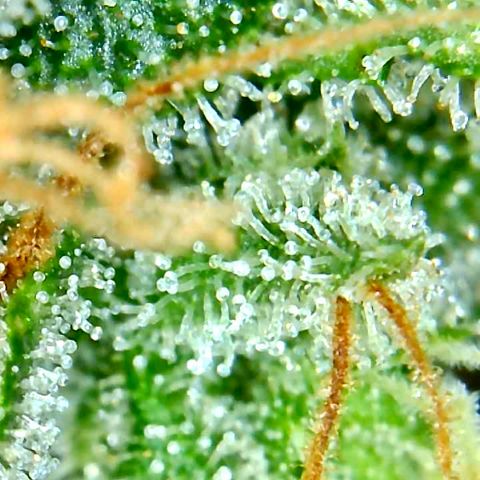 Bruce Banner growlog timeline photo