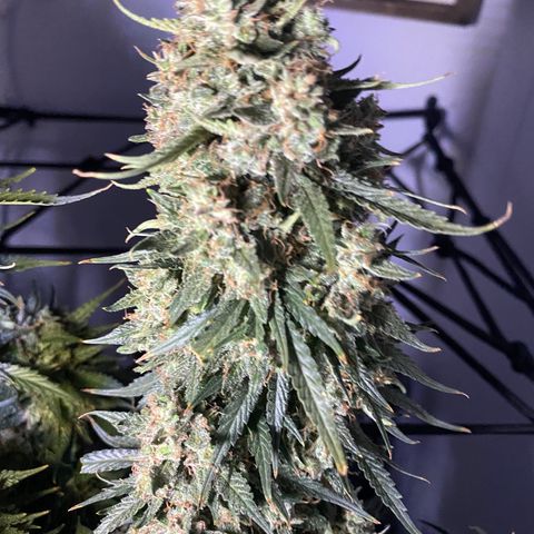 Bruce Banner growlog timeline photo