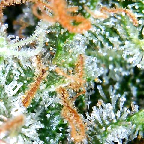 Bruce Banner growlog timeline photo