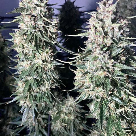 Bruce Banner growlog timeline photo