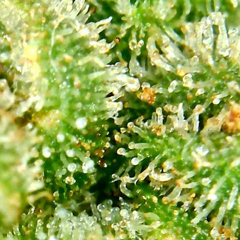Bruce Banner growlog timeline photo