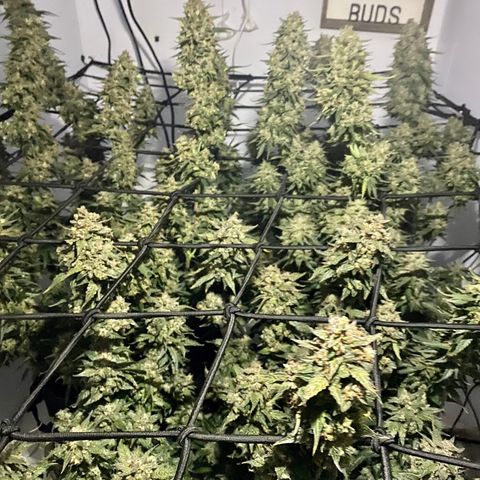 Bruce Banner growlog timeline photo