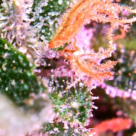 Bruce Banner growlog timeline photo