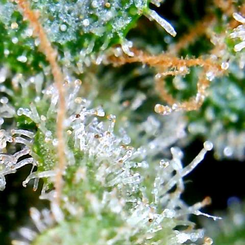 Bruce Banner growlog timeline photo