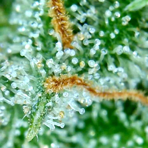 Bruce Banner growlog timeline photo